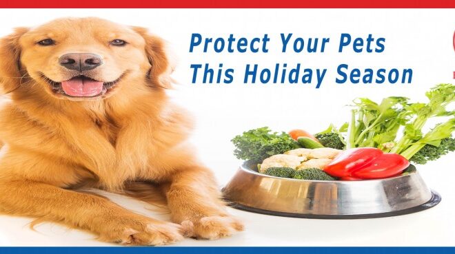 Pets-and-Food-1184x369